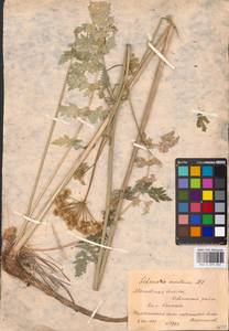 Жабрица порезниковая (L.) W.D.J.Koch, Восточная Европа, Московская область и Москва (E4a) (Россия)