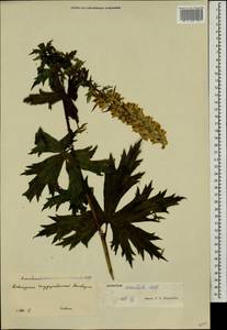 Борец восточный Mill., Кавказ, Краснодарский край и Адыгея (K1a) (Россия)