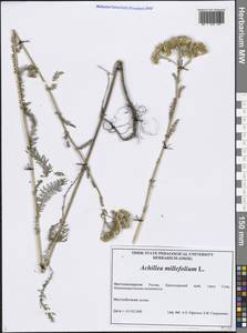 Тысячелистник обыкновенный L., Кавказ, Черноморское побережье (от Новороссийска до Адлера) (K3) (Россия)