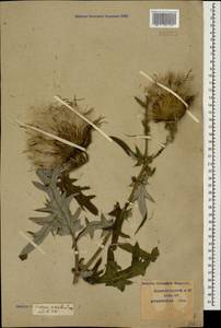Lophiolepis ciliata subsp. ciliata, Кавказ, Краснодарский край и Адыгея (K1a) (Россия)