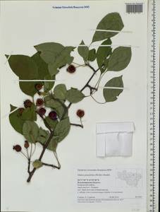 Яблоня сливолистная, Китайка (Willd.) Borkh., Восточная Европа, Центральный район (E4) (Россия)