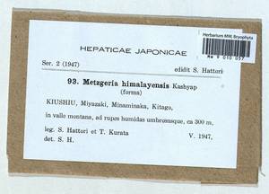 Metzgeria lindbergii Schiffn., Гербарий мохообразных, Мхи - Азия (вне границ бывшего СССР) (BAs) (Япония)