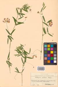 Lathyrus palustris subsp. palustris, Сибирь, Чукотка и Камчатка (S7) (Россия)