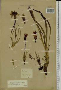 Takhtajaniantha austriaca (Willd.) Zaika, Sukhor. & N. Kilian, Сибирь, Прибайкалье и Забайкалье (S4) (Россия)