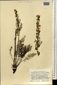 Мытник краснеющий Stephan ex Willd., Монголия (MONG) (Монголия)