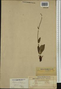 Hieracium cerinthoides L., Западная Европа (EUR) (Франция)