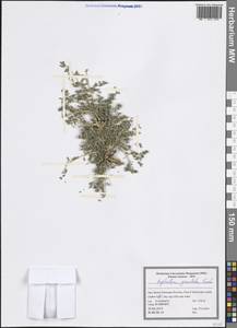 Euphorbia granulata Forssk., Зарубежная Азия (ASIA) (Иран)