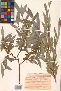 Ива белая, Ветла L., Средняя Азия и Казахстан, Прикаспийский Устюрт и Северное Приаралье (M8) (Казахстан)