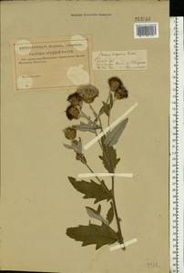 Cirsium arvense var. vestitum Wimm. & Grab., Восточная Европа, Средневолжский район (E8) (Россия)