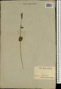 Lamiaceae, Зарубежная Азия (ASIA) (Турция)