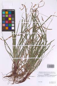 Осока пальчатая L., Восточная Европа, Московская область и Москва (E4a) (Россия)