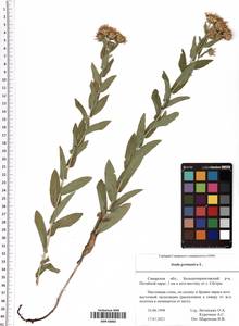 Pentanema germanicum (L.) D. Gut. Larr., Santos-Vicente, Anderb., E. Rico & M. M. Mart. Ort., Восточная Европа, Средневолжский район (E8) (Россия)