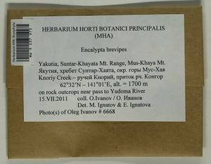 Encalypta brevipes Schljakov, Гербарий мохообразных, Мхи - Якутия (B19) (Россия)