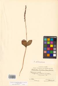 Platanthera chorisiana var. elata Finet, Сибирь, Дальний Восток (S6) (Россия)
