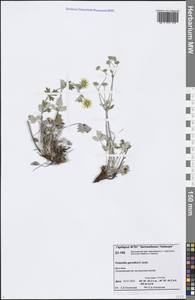 Potentilla × gorodkovii Jurtzev, Сибирь, Центральная Сибирь (S3) (Россия)