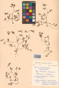 Молочай приземистый Willd., Сибирь, Дальний Восток (S6) (Россия)