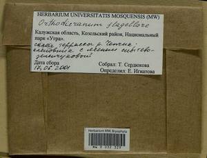 Orthodicranum flagellare (Hedw.) Loeske, Гербарий мохообразных, Мхи - Центральное Нечерноземье (B6) (Россия)
