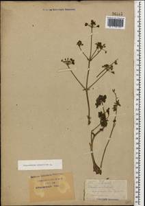 Златогоричник морозниковый (L.) Schur, Кавказ, Краснодарский край и Адыгея (K1a) (Россия)