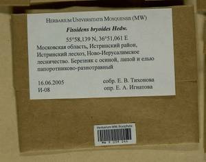 Fissidens bryoides Hedw., Гербарий мохообразных, Мхи - Москва и Московская область (B6a) (Россия)
