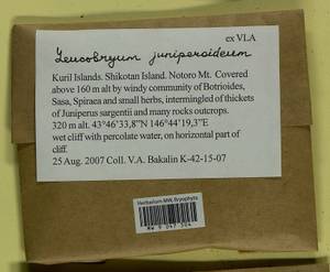 Leucobryum juniperoideum (Brid.) Müll. Hal., Гербарий мохообразных, Мхи - Дальний Восток (без Чукотки и Камчатки) (B20) (Россия)