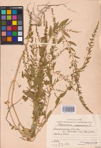 Lipandra polysperma (L.) S. Fuentes, Uotila & Borsch, Восточная Европа, Западно-Украинский район (E13) (Украина)
