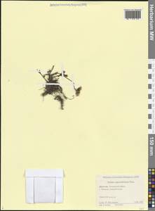 Phedimus spurius subsp. oppositifolius (Sims) L.Gallo, Кавказ, Дагестан (K2) (Россия)