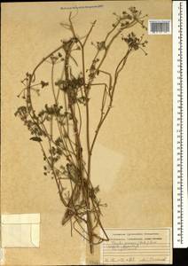 Пупырник полевой, Торилис полевой (Huds.) Link, Кавказ, Грузия (K4) (Грузия)