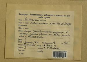 Aulacomnium palustre (Hedw.) Schwägr., Гербарий мохообразных, Мхи - Центральное Нечерноземье (B6) (Россия)