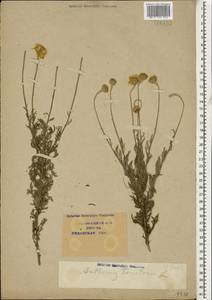 Cota tinctoria subsp. tinctoria, Кавказ, Краснодарский край и Адыгея (K1a) (Россия)