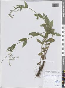 Кипрей горный L., Восточная Европа, Волжско-Камский район (E7) (Россия)