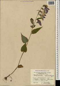 Колокольчик рапунцелевидный L., Кавказ, Южная Осетия (K4b) (Южная Осетия)