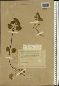 Яснотка пурпурная, Яснотка пурпуровая L., Восточная Европа, Центральный район (E4) (Россия)