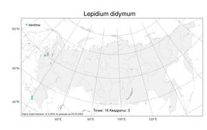 Lepidium didymum, Клоповник двойчатый L., Атлас флоры России (FLORUS) (Россия)