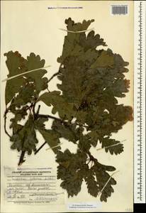 Дуб скальный (Matt.) Liebl., Кавказ, Дагестан (K2) (Россия)