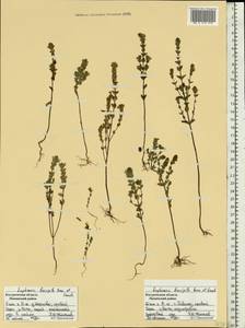 Euphrasia ×vernalis List, Восточная Европа, Центральный лесной район (E5) (Россия)