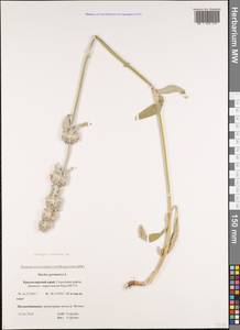 Чистец германский L., Кавказ, Черноморское побережье (от Новороссийска до Адлера) (K3) (Россия)