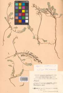 Бурачок Гмелина Jord. & Fourr., Восточная Европа, Литва (E2a) (Литва)