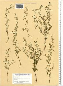 Льняночка малая, Хеноринум малый (L.) Lange, Крым (KRYM) (Россия)