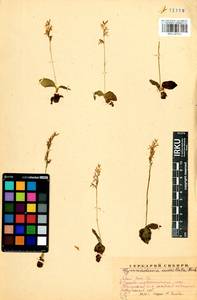 Hemipilia cucullata (L.) Y.Tang, H.Peng & T.Yukawa, Сибирь, Прибайкалье и Забайкалье (S4) (Россия)