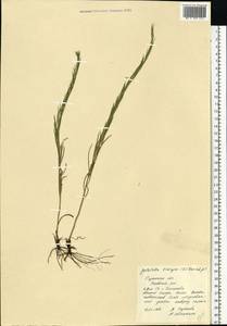 Солонечник льновидный (L.) Rchb. fil., Восточная Европа, Центральный район (E4) (Россия)