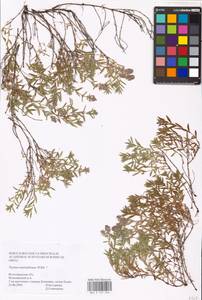 MHA 0 157 056, Thymus pannonicus All., Восточная Европа, Нижневолжский район (E9) (Россия)