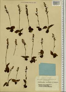 Hemipilia cucullata (L.) Y.Tang, H.Peng & T.Yukawa, Сибирь, Алтай и Саяны (S2) (Россия)