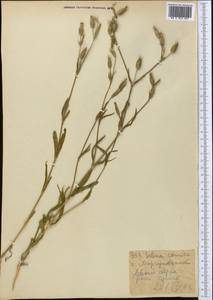 Silene conica subsp. conica, Средняя Азия и Казахстан, Каракумы (M6) (Туркмения)