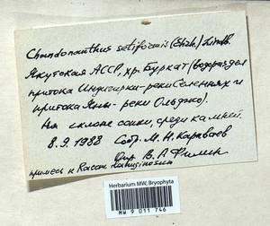 Tetralophozia setiformis (Ehrh.) Schljakov, Гербарий мохообразных, Мхи - Якутия (B19) (Россия)