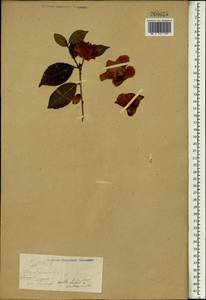 Camellia japonica L., Зарубежная Азия (ASIA)