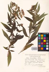 Symphyotrichum lanceolatum (Willd.) G. L. Nesom, Восточная Европа, Северо-Западный район (E2) (Россия)