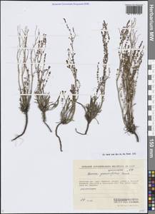 Щавель злаколистный Georgi ex Lamb., Сибирь, Чукотка и Камчатка (S7) (Россия)