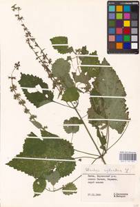 MHA 0 156 063, Чистец лесной L., Восточная Европа, Литва (E2a) (Литва)