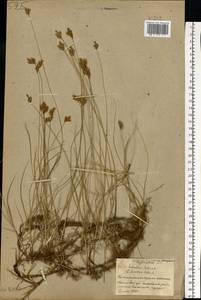 Осока ранняя Schreb., Восточная Европа, Белоруссия (E3a) (Белоруссия)