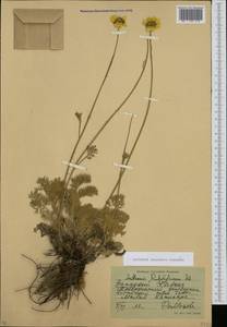 Archanthemis marschalliana subsp. pectinata (Boiss.) Lo Presti & Oberpr., Кавказ, Северная Осетия, Ингушетия и Чечня (K1c) (Россия)